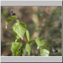 Adela reaumurella - Langhornmotte 06.jpg